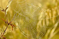 Animais peçonhentos